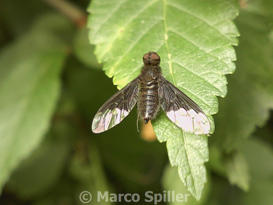 Hemipenthes morio